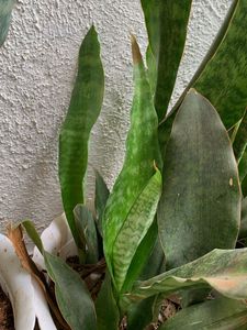 Sansevieria curly sister varity -Snake Plant