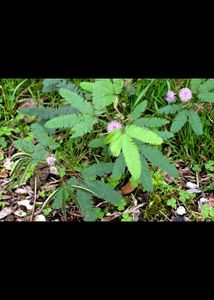 Live Plant, tach me not plant ,chui mui