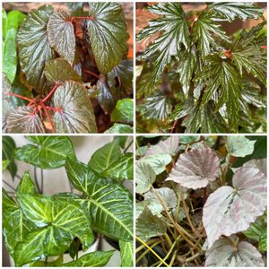 20 Live Root Plants