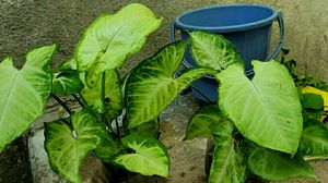 Combo Arrowhead plants,,🌲