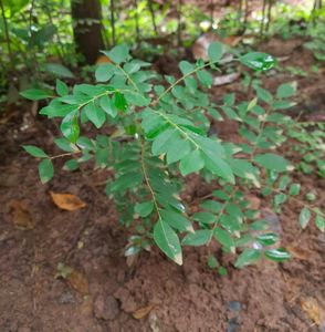 Curry Leaf Plant saplings (3 numbers)
