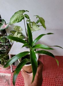 Pack 2 Callisia Fragrans&amp; Arrowhead Plants &amp; pot