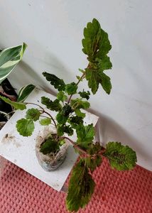 Pack 2 Arrowhead &amp; Plectranthus Nitidus Plans