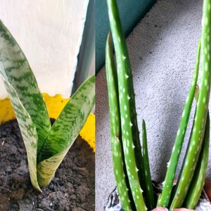COMBO ALOEVERA& SNAKE PLANTS