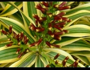 Set 2 Pandanus veitchii Plant 🌵