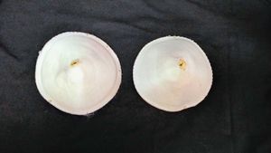 White Bra Inserts (Pair)