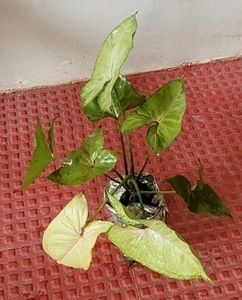कॅलेडियम बिक्लोर प्लांट &amp; Arrowhead Plant 🌵&amp; Pot