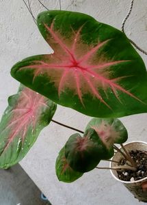Set 2 Pandanus veitchii &amp; Caladium Alocasia Plants