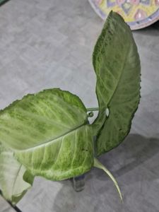 Live Syngonium Plant Cutting