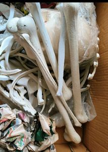 Skeleton System Made Of Synthetic Material