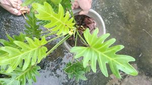 Philodendron golden Xanadu  Plant
