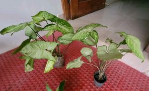 Pack 2 arrowhead plant 🌵 & pot
