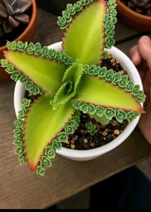 Plants Combo