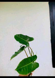 Philodendron Burle Marx Plant