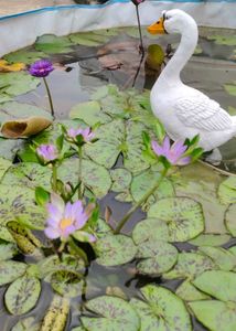 water lily for sale