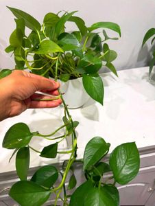 Money Plants 🌿 Golden Pothos