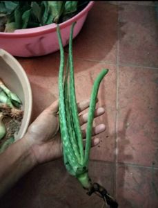 Fresh Young Aloe Vera Plant