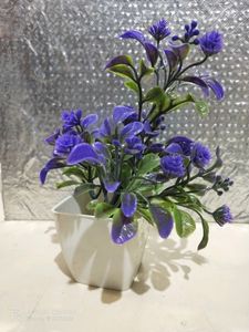 Beautiful ☘️☘️ Plant