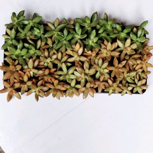 Sedum Adolphii Cuttings  Available