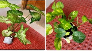 Pack 2 Evergreen Money & Arrowhead Plant 🪴
