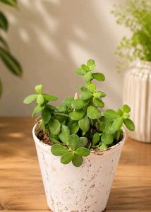 Live jade plant with pot
