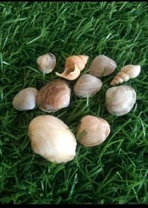 Bulk Seashells for Crafting &amp; Decor