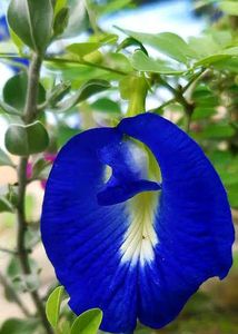 Diwali 🎇 offer Four combo flower plant