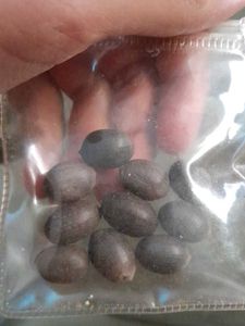 10 Lotus Flower Seeds Assorted Colors