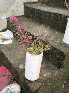 Vibrant Pink Purslane Plant