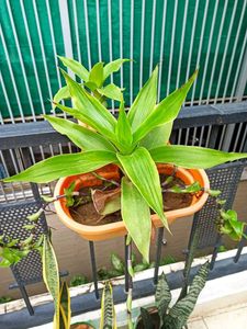 Basket Plant Live