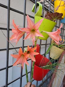 Five Peach Amaryllis Bulbs