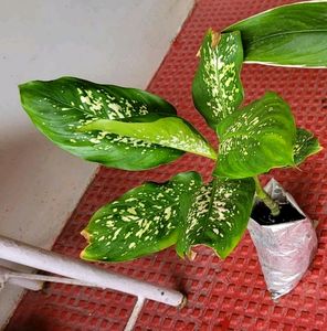 Pack 2 the herbaceous perennial &amp;Dwarf Snake Plant