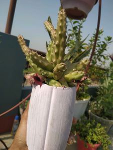 Red Dragon Cactus