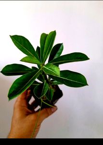 Healthy Adenium Combo