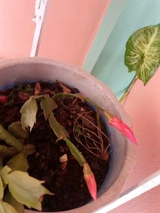 Crab Cactus