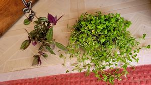 Pack 2 Zebronics &amp;Tradescantia fluminensis Pl