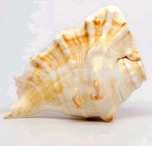 Exotic Seashell Decor