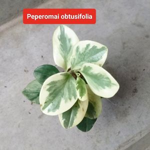 Assorted Plants