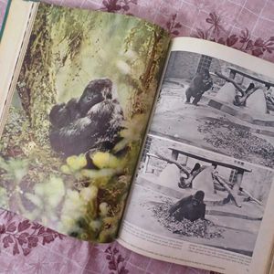 Imported encyclopedia: The primates