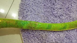 Sparkly Green Snake Plush Toy