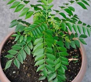 Curry Plants