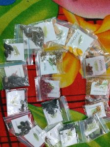 Seeds ☘️ (Pack Of 20)