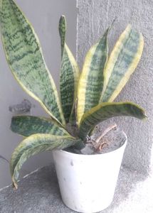 Real Snake Plant for Sale