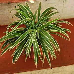 🌵 Plant Chlorophytum laxum &amp; Pot