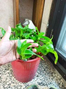 Live Basket Plant Pups (5 stalks)