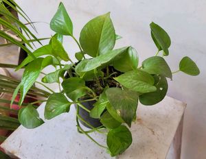 Money Plant🌵&amp; Pot