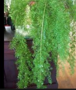 Shatawari 🪴 शतावरी  Plant