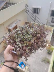 Real Rooted Purple Green Trailing Potted Plant