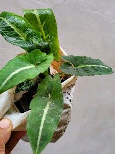Beautiful ❤️ SYNGONIUM WENDLANDII plant