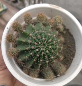 Full Grown Ball Cactus